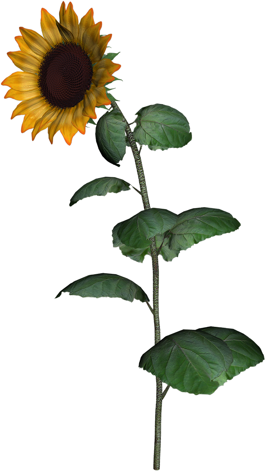 Transparent Sunflower Clipart Png - Sunflower Stem Transparent Icon, Png Download PNG image with a transparent background, free high-resolution download