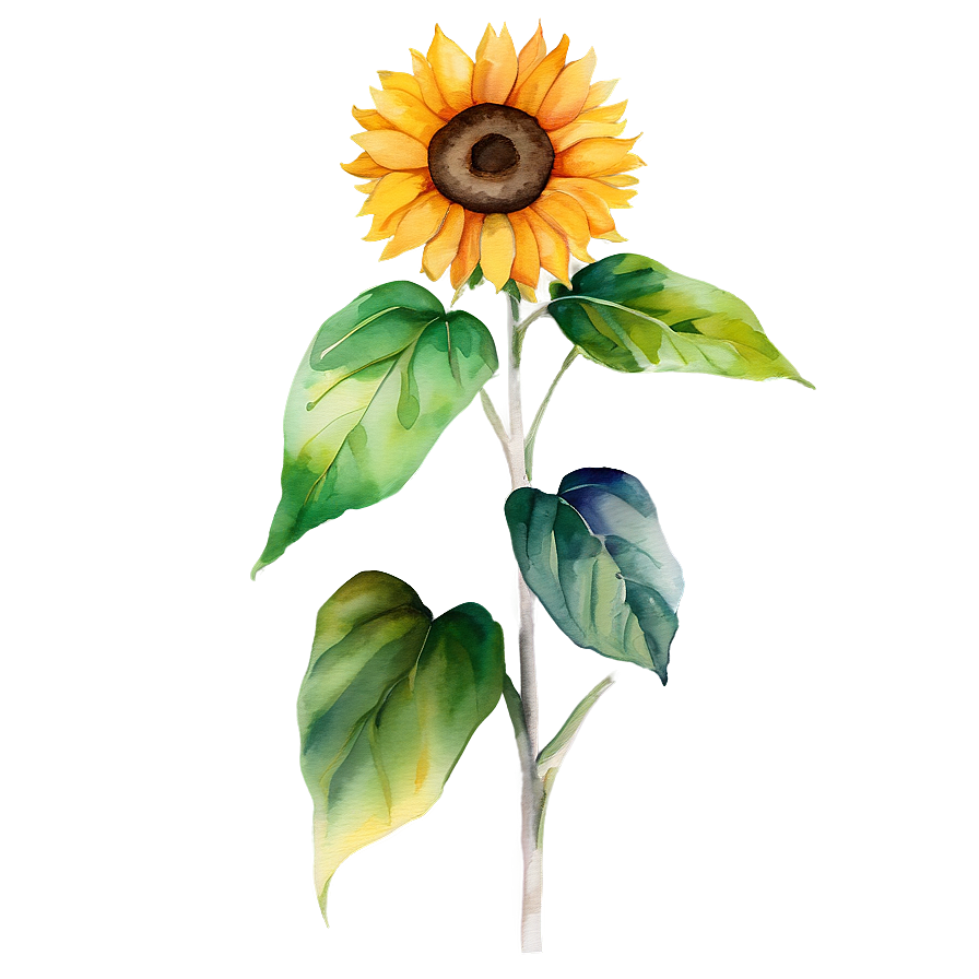 Vibrant Sunflower Watercolor Graphic Png 31