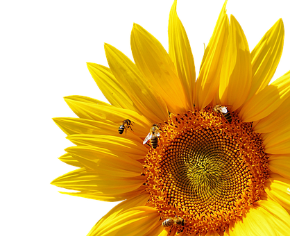 Vibrant_ Sunflower_with_ Bees PNG with transparent background