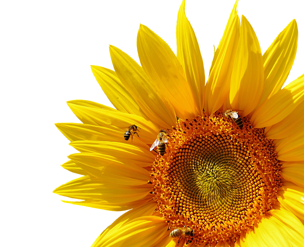 Vibrant Sunflowerand Bees PNG with transparent background
