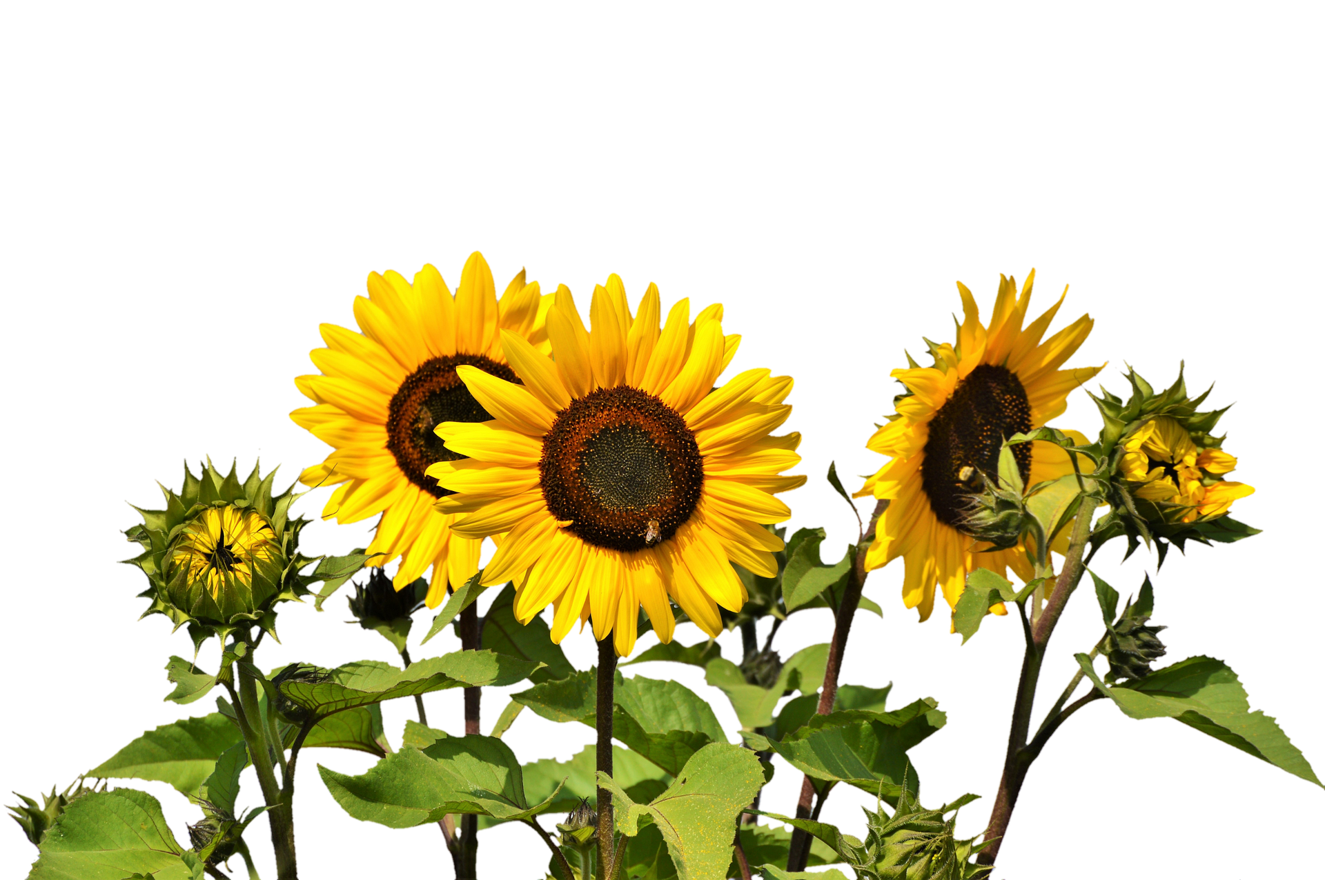 Vibrant Sunflowers Against Black Background PNG with transparent background