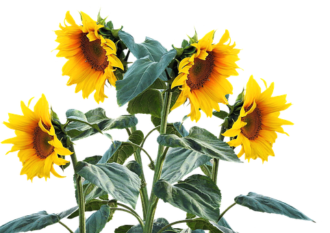 Vibrant Sunflowers Black Background PNG with transparent background