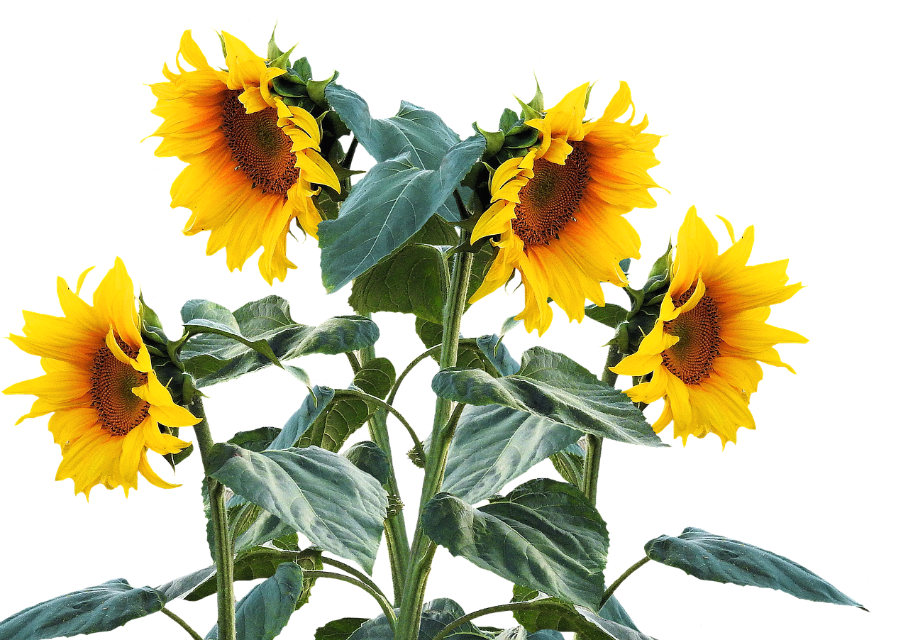 Vibrant Sunflowers Black Background PNG with transparent background