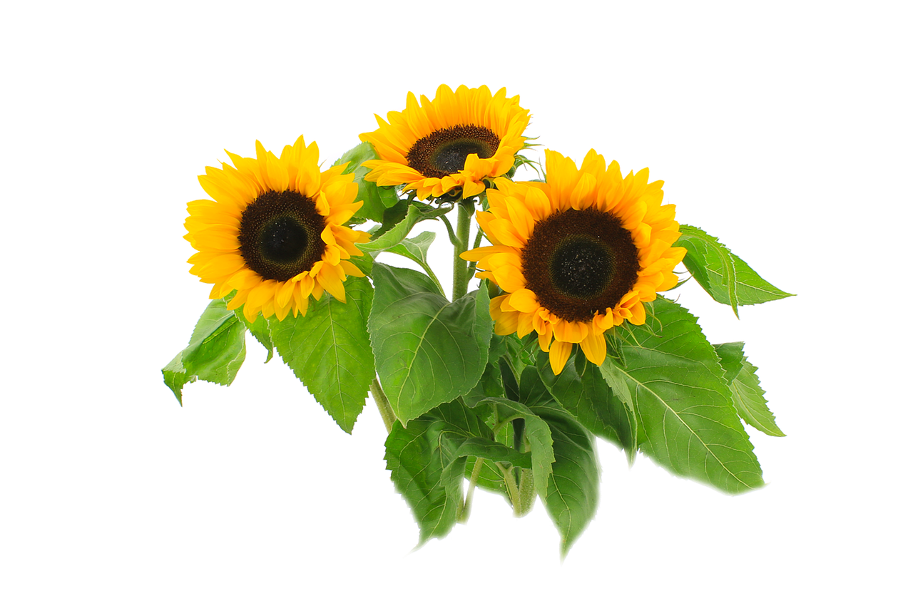 Vibrant Sunflowers Black Background