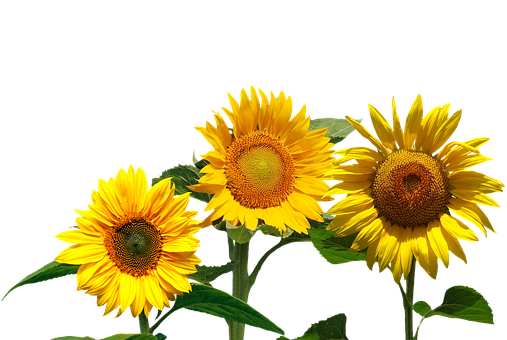 Vibrant Sunflowers Black Background PNG with transparent background