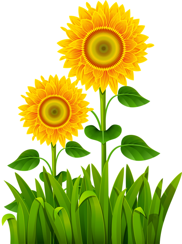 Vibrant Sunflowers Grass Backdrop