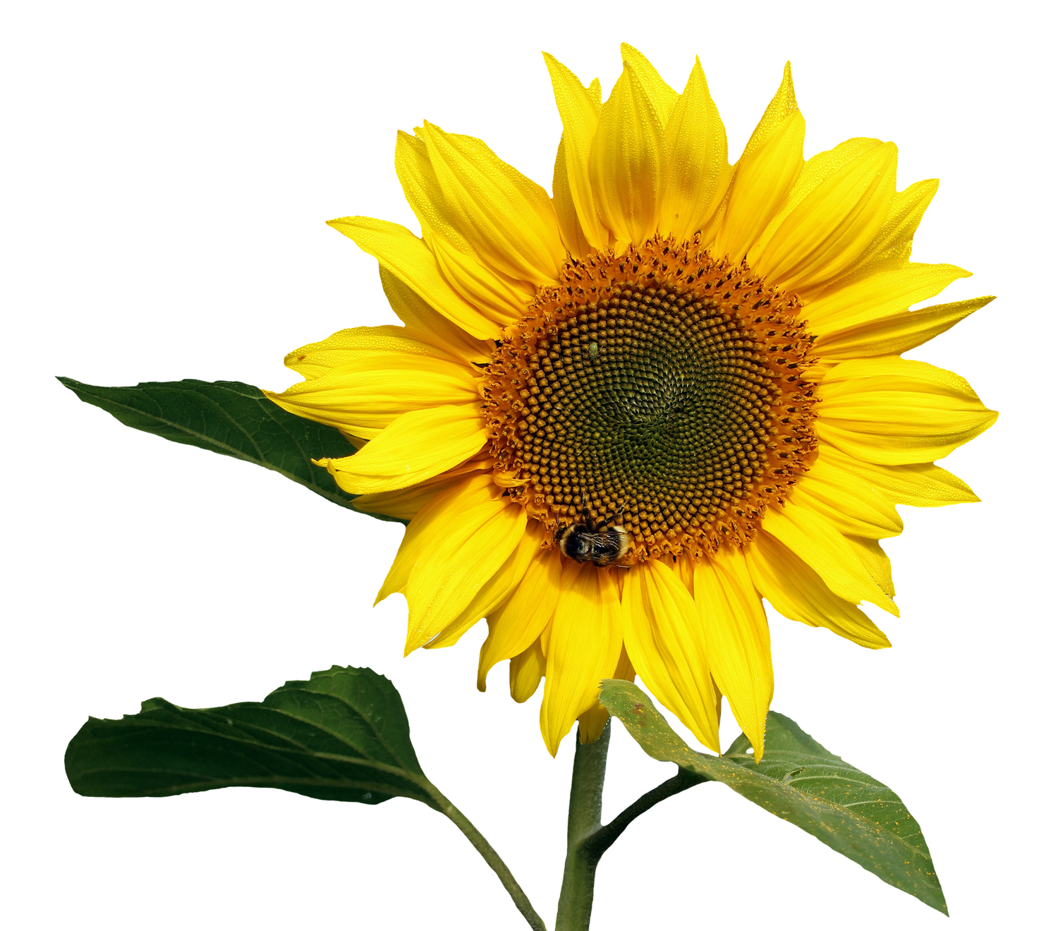Vibrant Sunflowerwith Bee PNG with transparent background