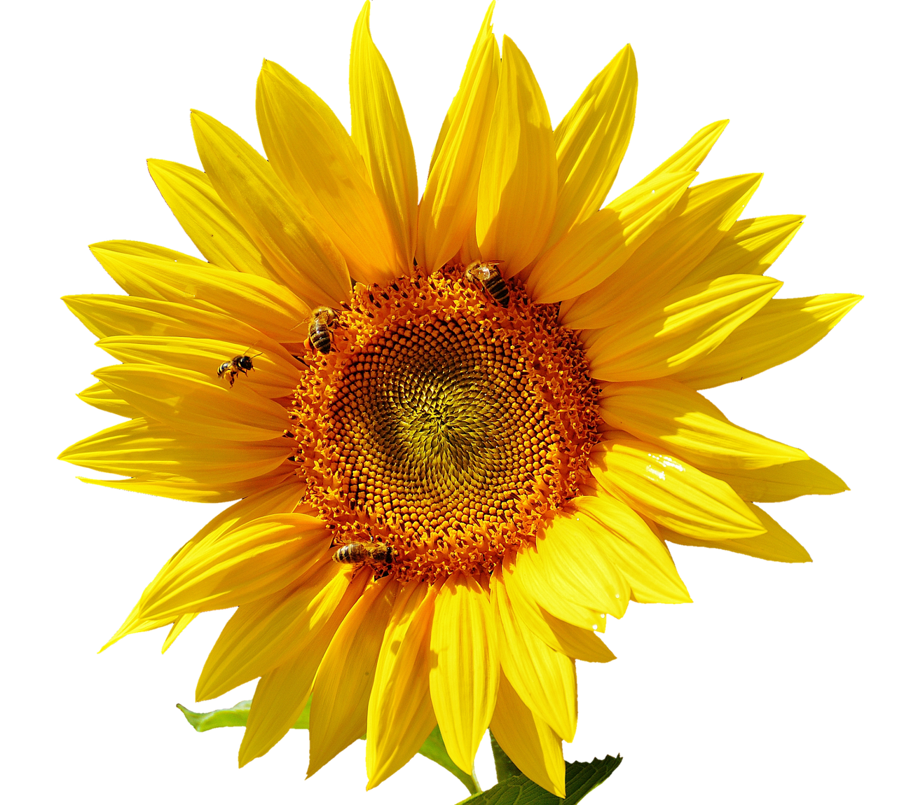 Vibrant Sunflowerwith Bees PNG with transparent background