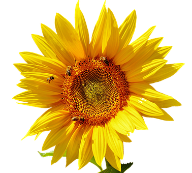 Vibrant Sunflowerwith Bees PNG with transparent background