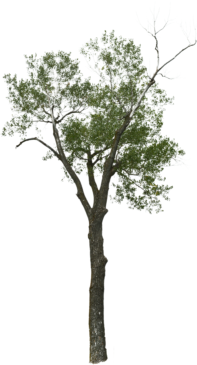 Dead Tree Png, Transparent Png PNG with transparent background