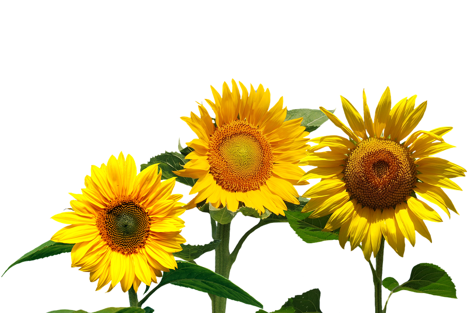 Vibrant_ Trio_of_ Sunflowers PNG with transparent background