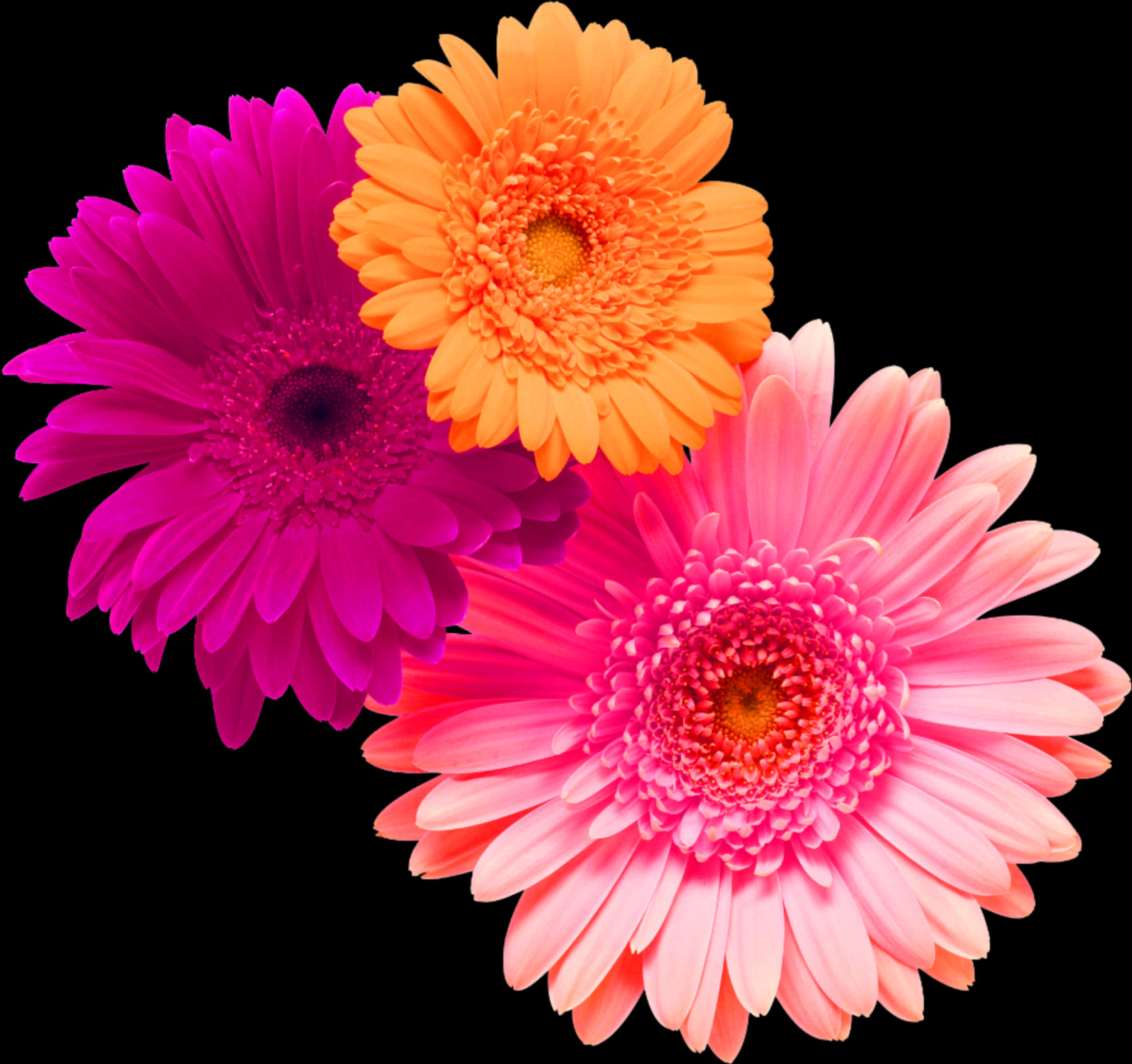 Vibrant Trioof Gerbera Daisies