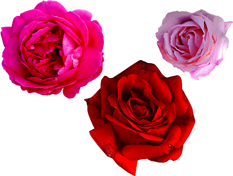 Red And Pink Rose Png, Transparent Png PNG with transparent background