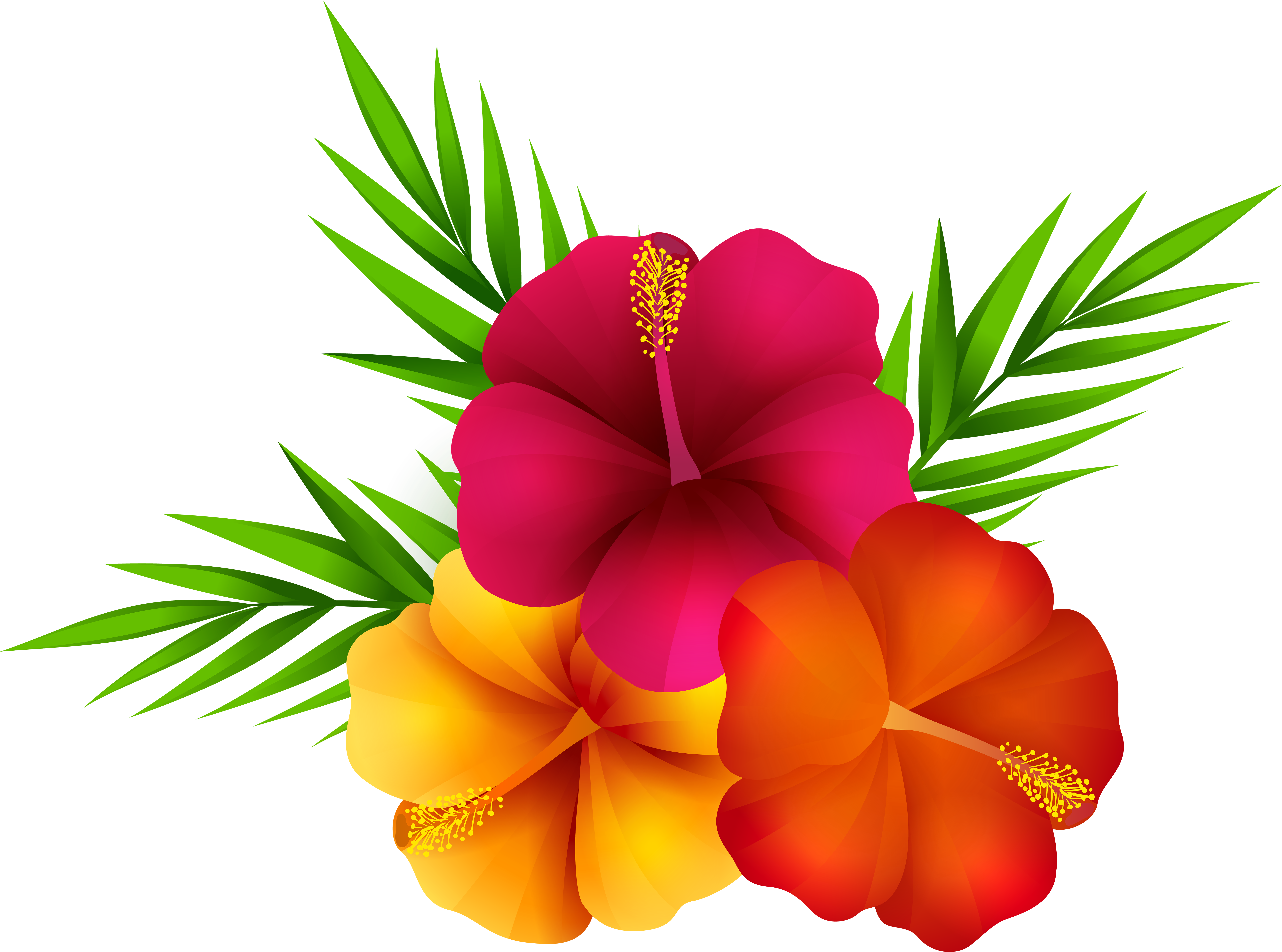 Exotic Flowers Png Clip Art Image - Tropical Flowers Transparent Background, Png Download PNG with transparent background