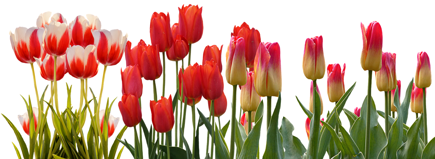 Hyacinth Flower Equinox Spring Tulip International - Tulip Flower Garden Png, Transparent Png PNG with transparent background