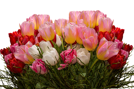 Vibrant_ Tulip_ Bouquet_ Black_ Background.jpg PNG with transparent background