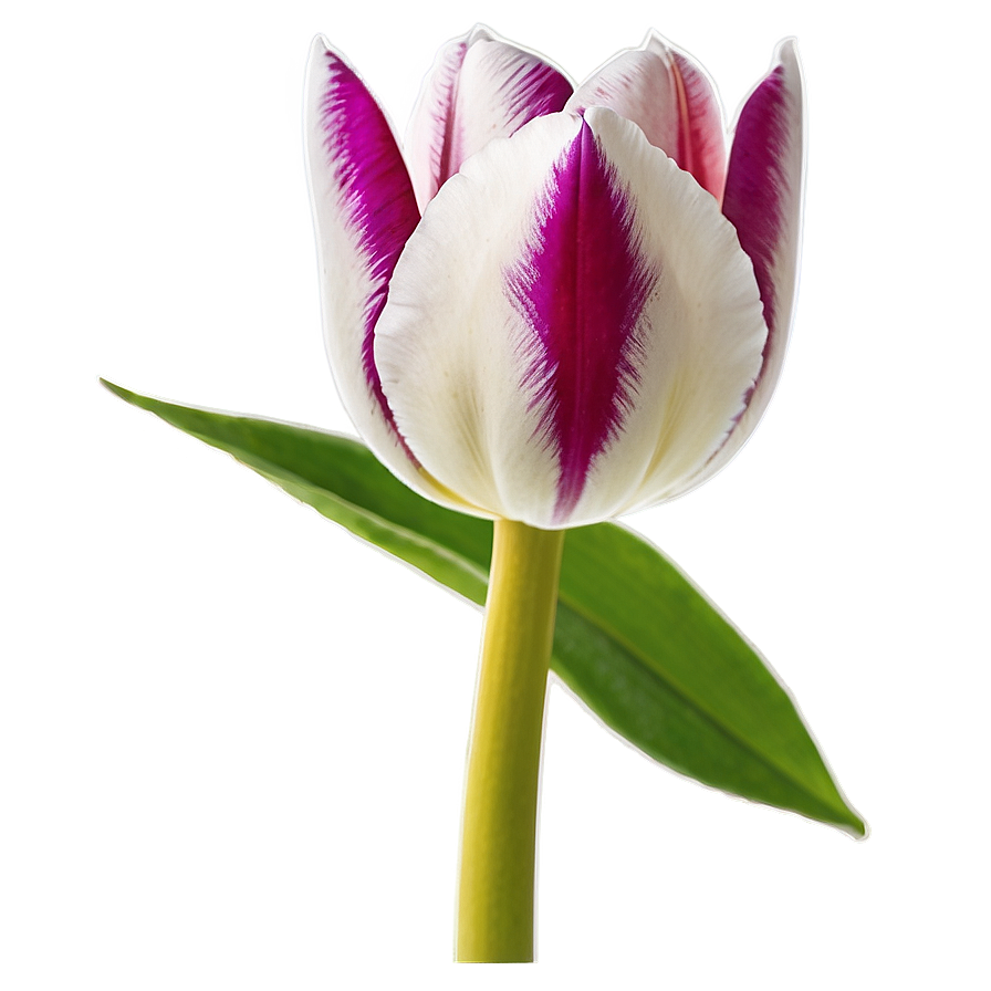 Vibrant Tulip Png Sjy