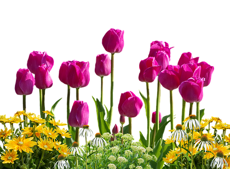 Vibrant Tulips Against Black Background PNG with transparent background