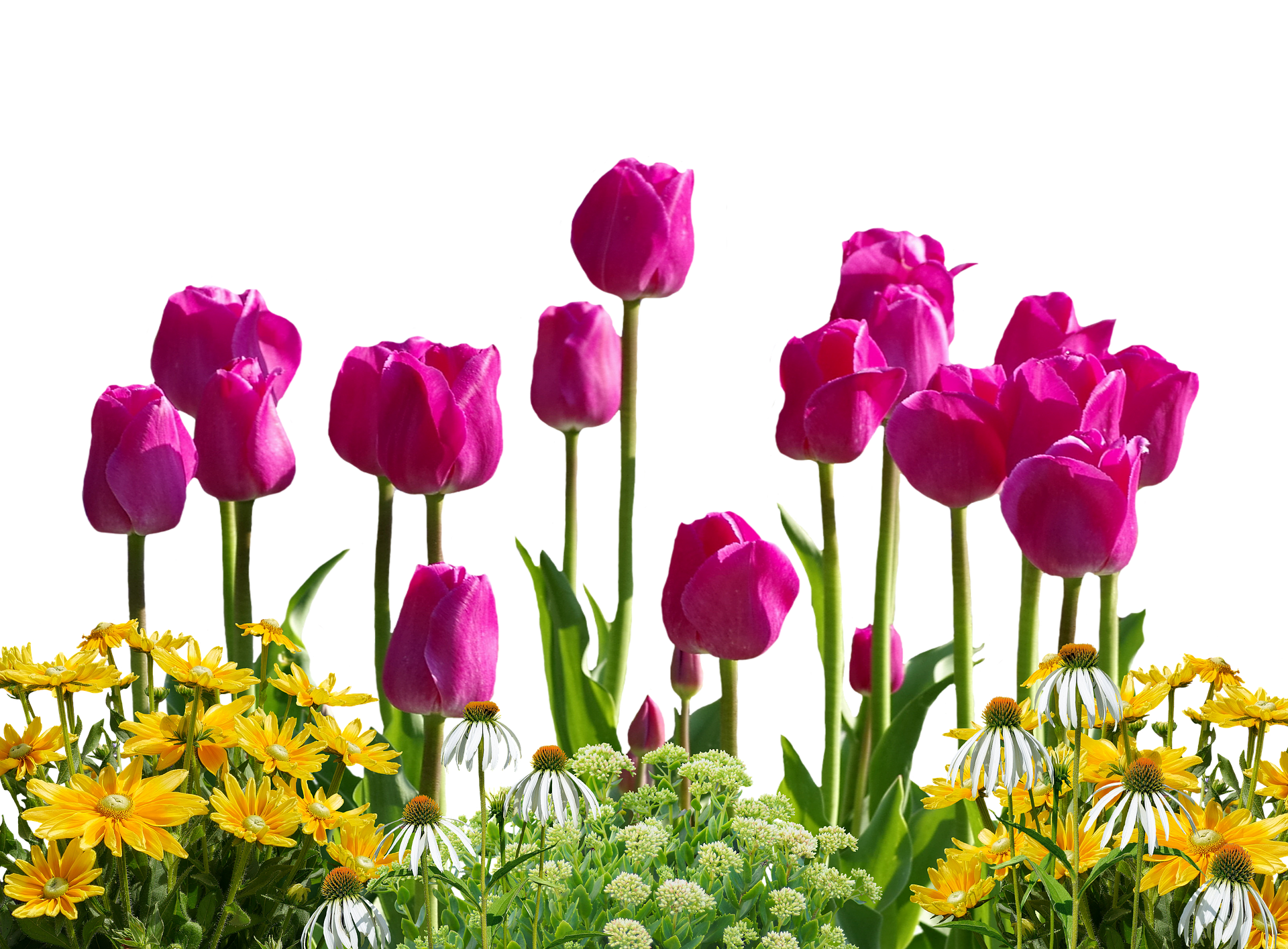 Vibrant_ Tulips_ Against_ Black_ Background.jpg PNG with transparent background