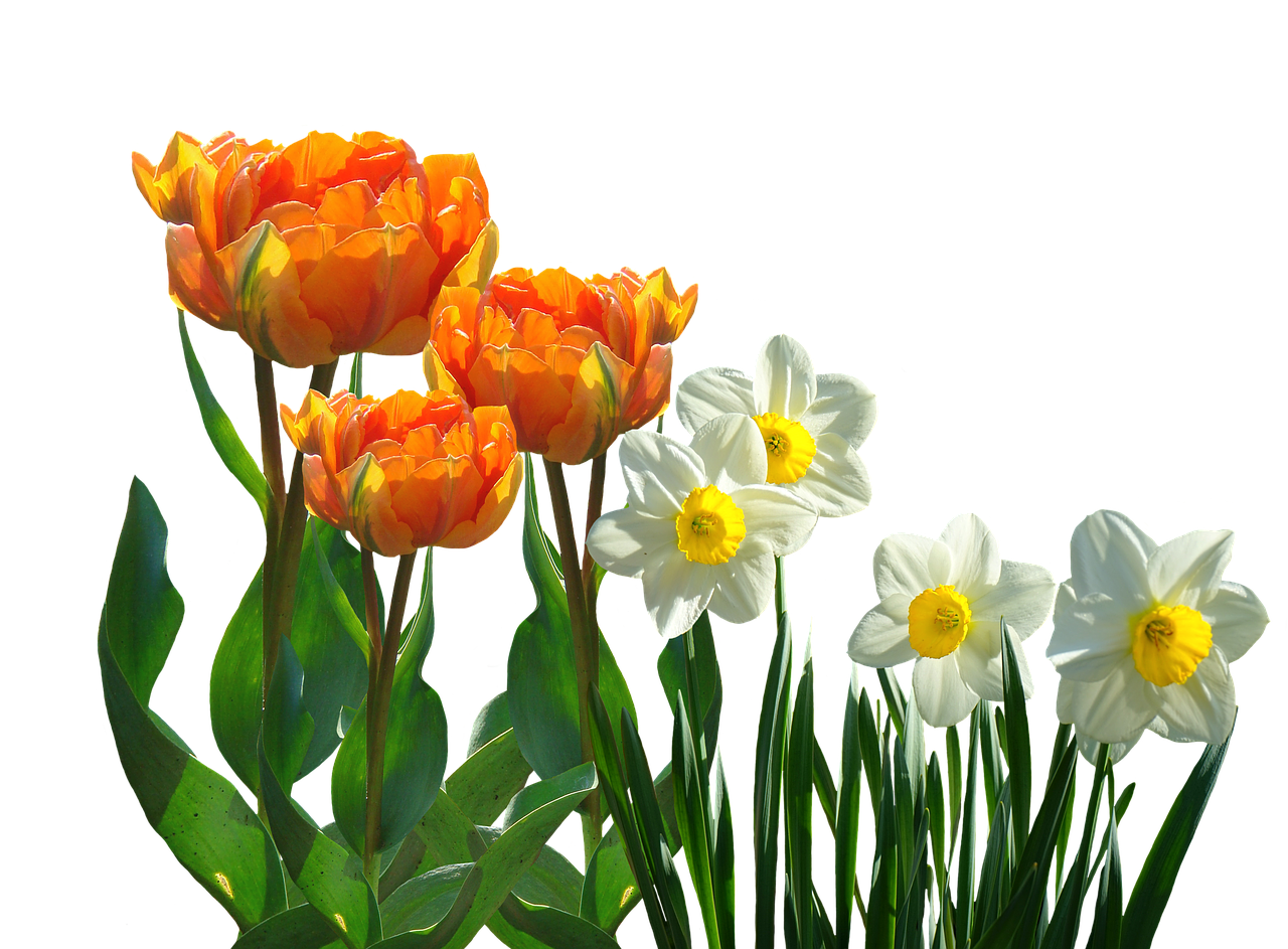 Vibrant_ Tulips_and_ Daffodils_ Against_ Black_ Background.jpg PNG with transparent background