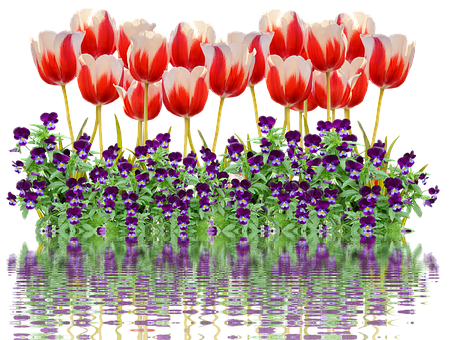 Vibrant_ Tulips_and_ Pansies_ Reflection PNG with transparent background