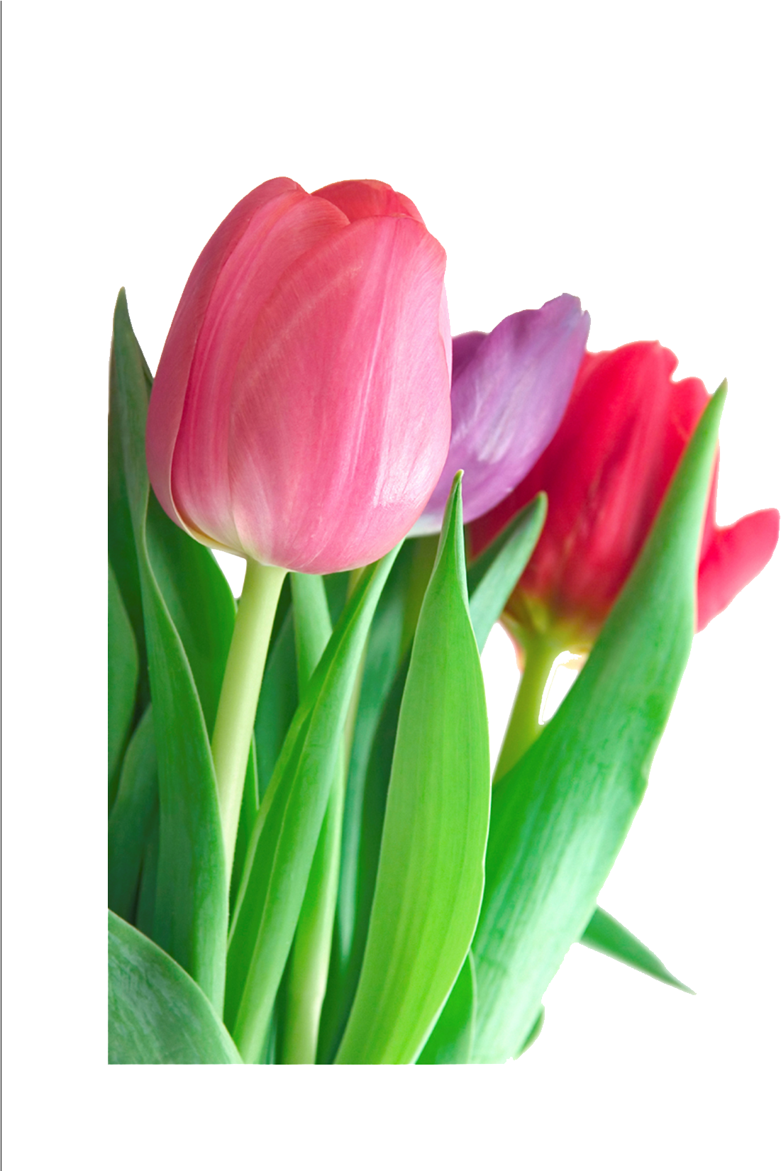 Tulip Flower Pink Clip Art - Tulips Png, Transparent Png PNG with transparent background