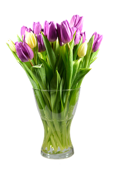 Vibrant_ Tulips_in_ Glass_ Vase PNG with transparent background