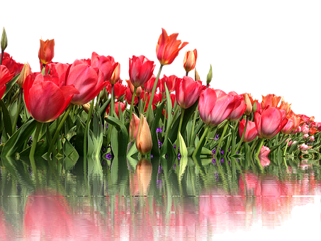 Vibrant_ Tulips_ Reflection PNG with transparent background