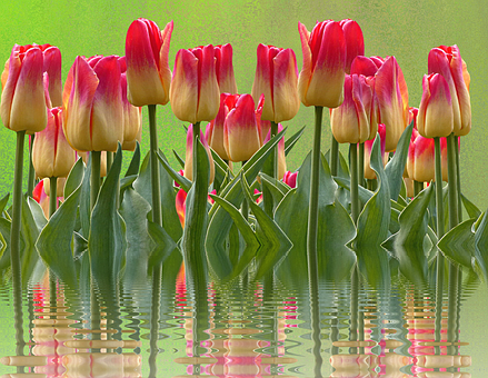 Vibrant_ Tulips_ Reflections PNG with transparent background