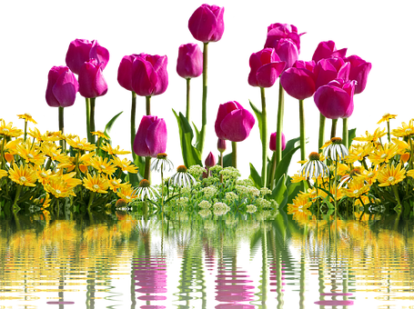 Vibrant Tulipsand Yellow Flowers Reflection PNG with transparent background