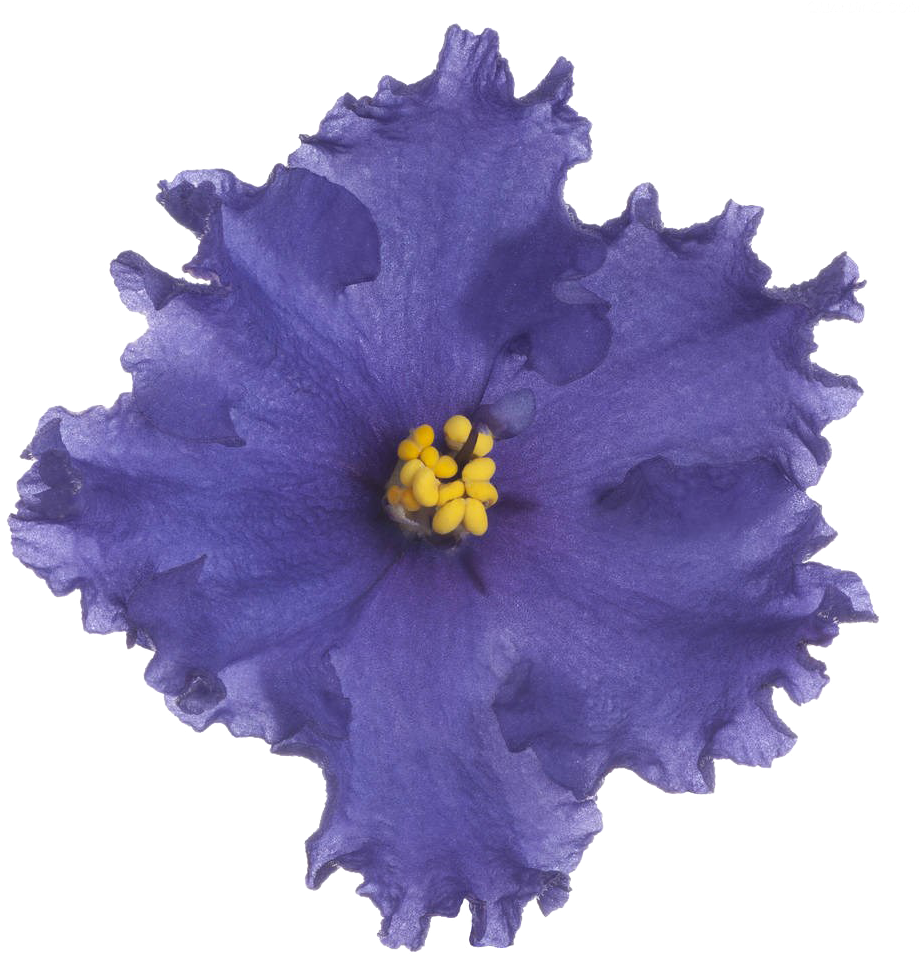 Vibrant Violet Flower Isolated