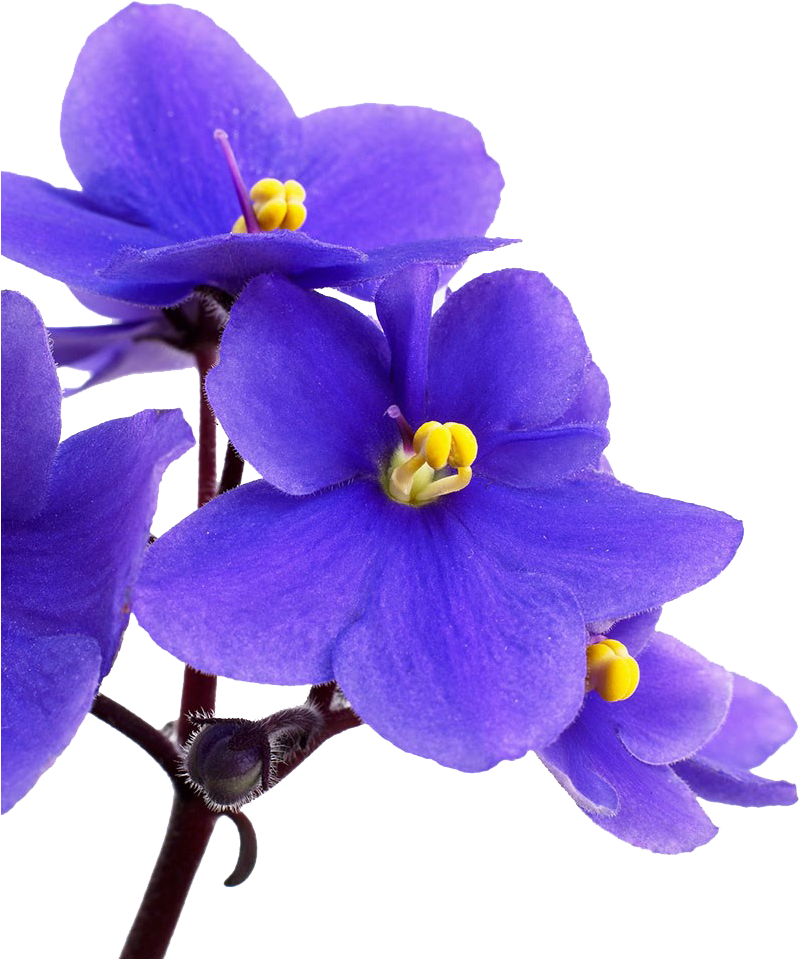 Vibrant Violet Flowers