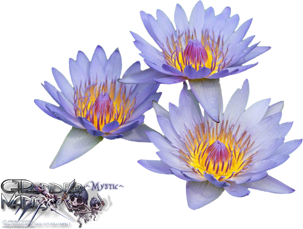 Vibrant_ Water_ Lilies