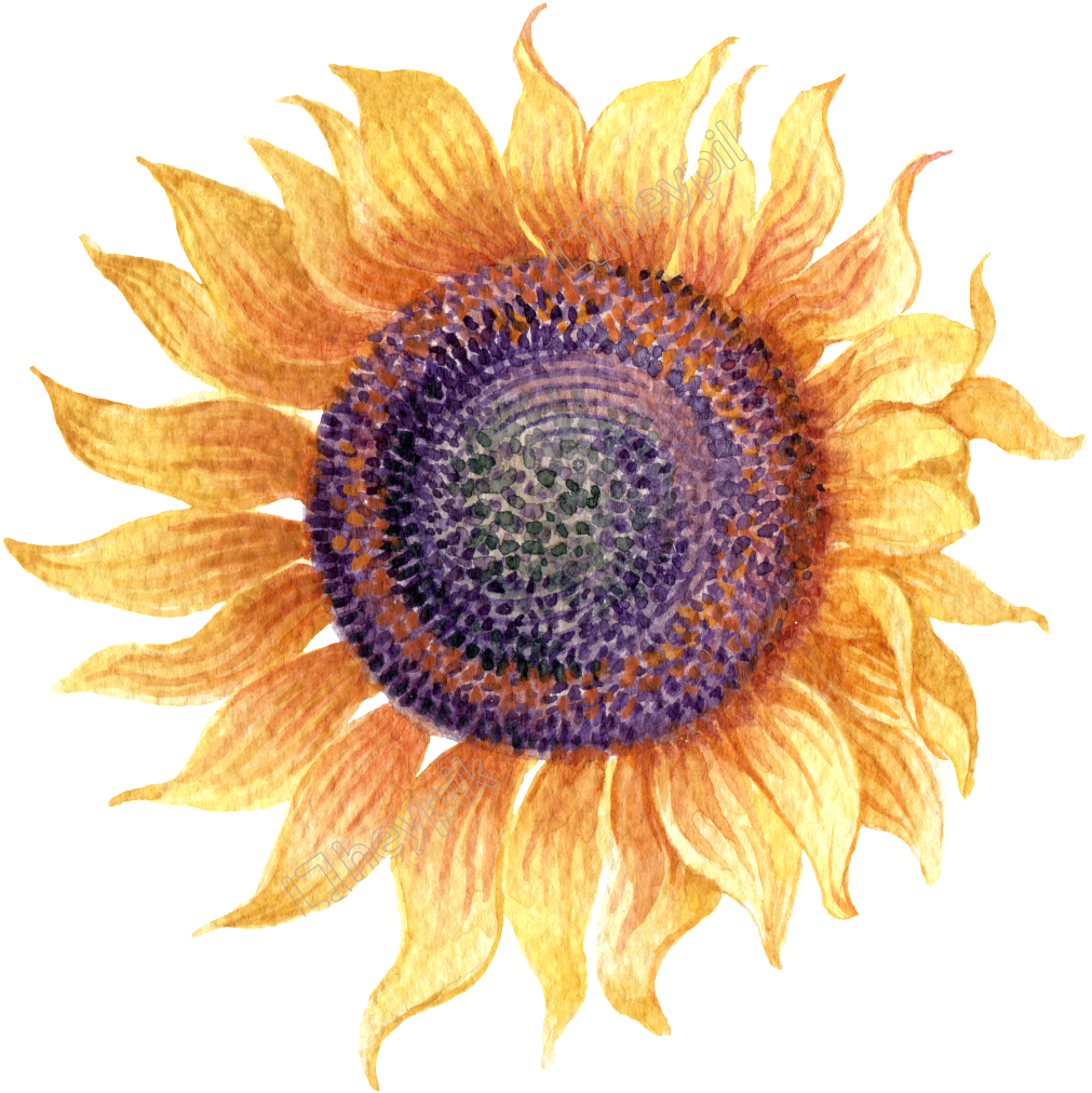 Vibrant Watercolor Sunflower Art