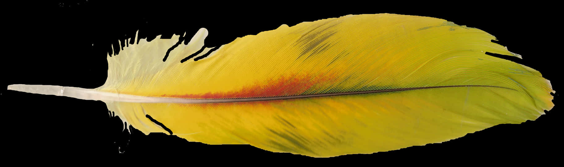 Macaw Feather Png Pic - Yellow Parrot Feather, Transparent Png PNG with transparent background