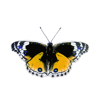 Vibrant Yellow Butterfly Black Background