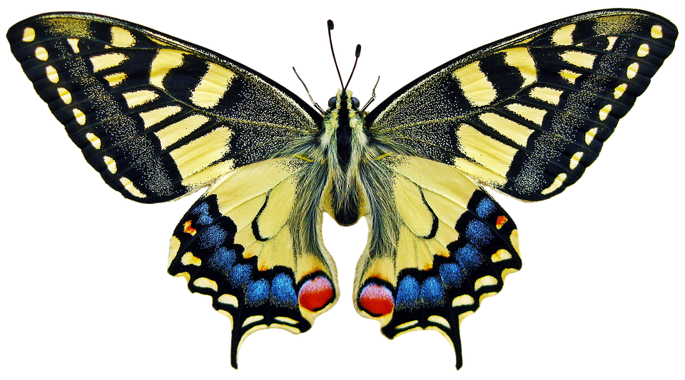 Vibrant Yellow Butterfly Transparent Background