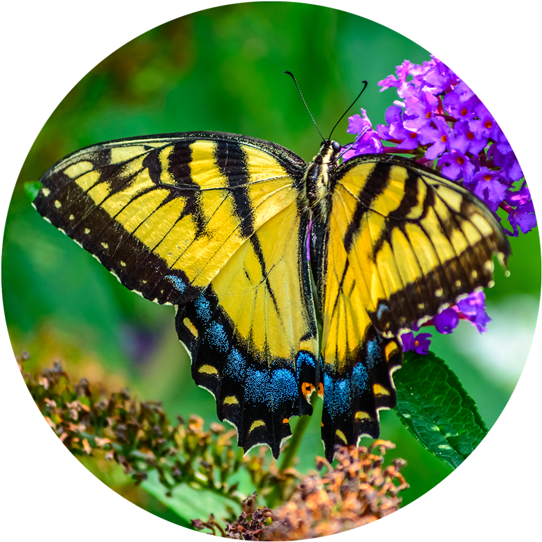 Vibrant Yellow Butterflyon Purple Flowers