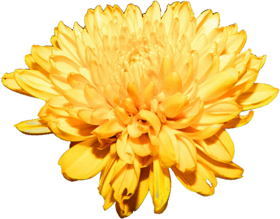 Chrysanthemum Png Free Download - Chrysanthemum, Transparent Png PNG with transparent background