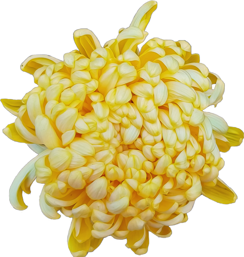 Vibrant Yellow Chrysanthemum Flower