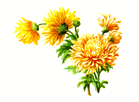 Vibrant Yellow Chrysanthemums Artwork PNG with transparent background