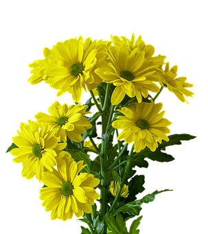 Vibrant Yellow Chrysanthemums Black Background