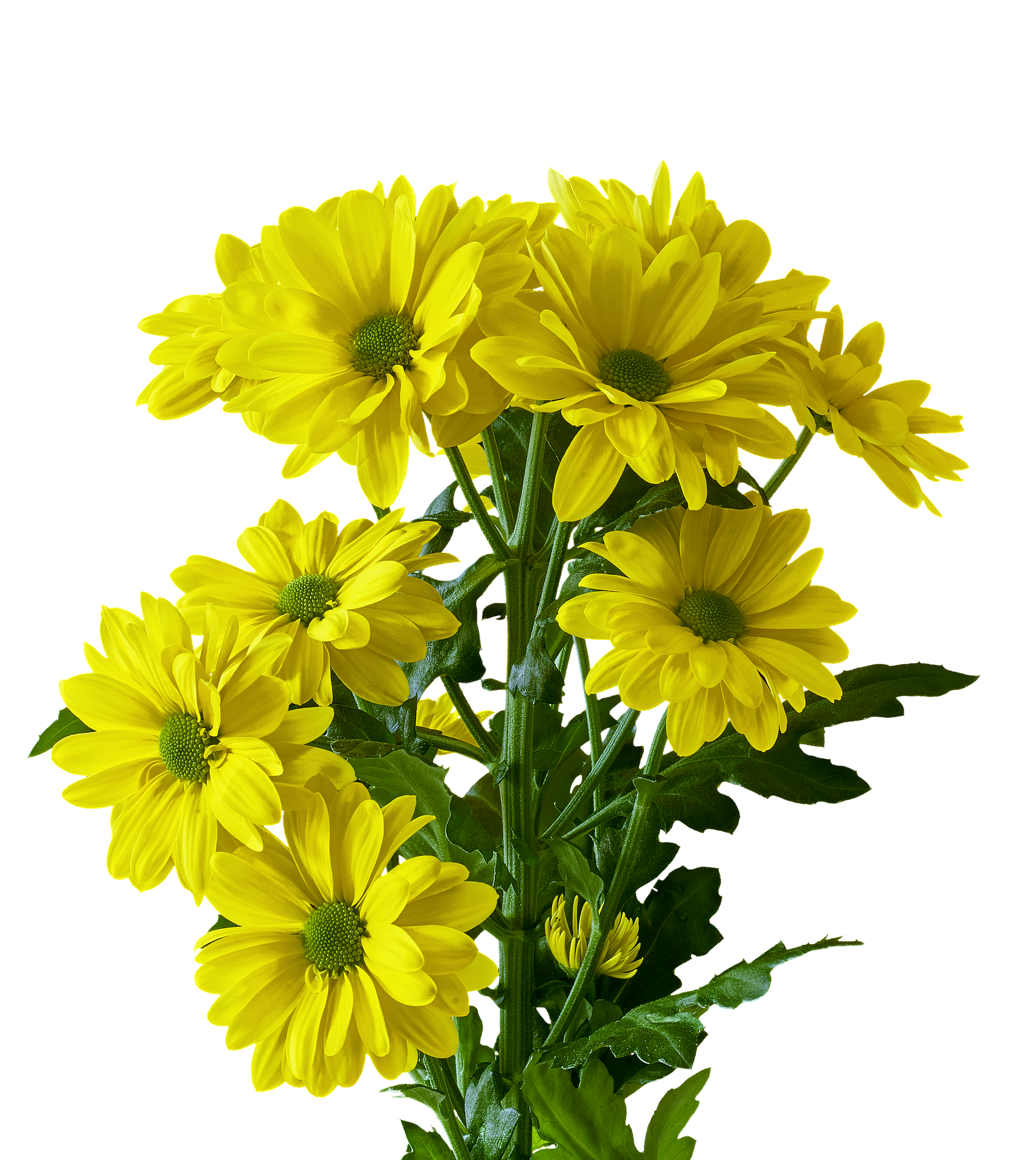 Vibrant Yellow Chrysanthemums