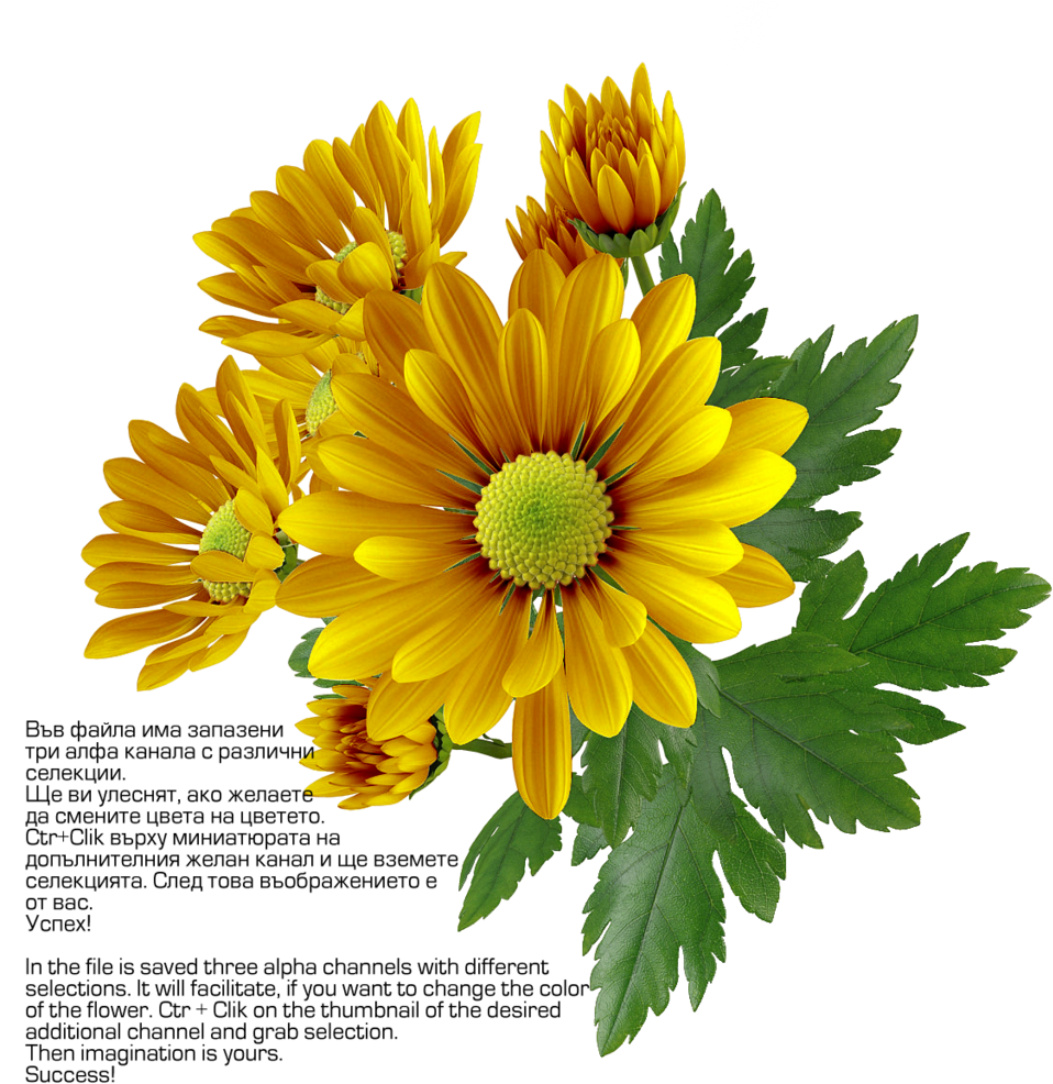 Vibrant Yellow Chrysanthemums