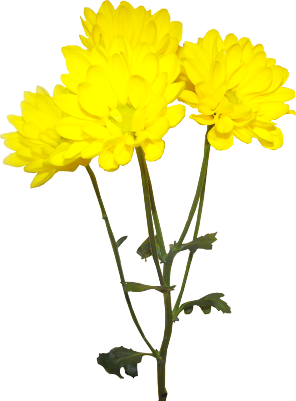 Image Royalty Free Library Forgetmenot Flowers Chrysanthemums - Tube Png Fleur Jaune, Transparent Png PNG with transparent background