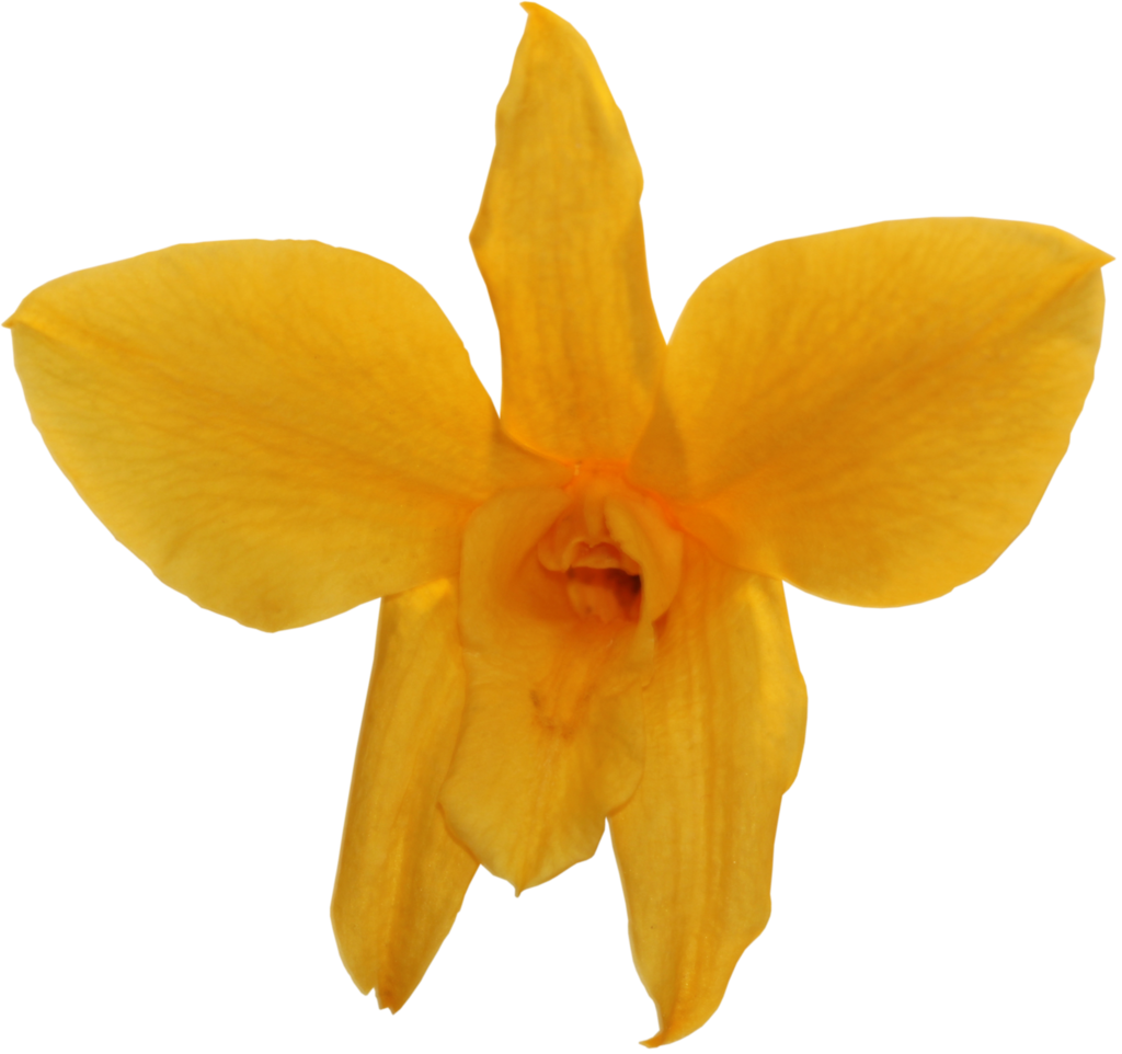 Vibrant Yellow Daffodil Flower