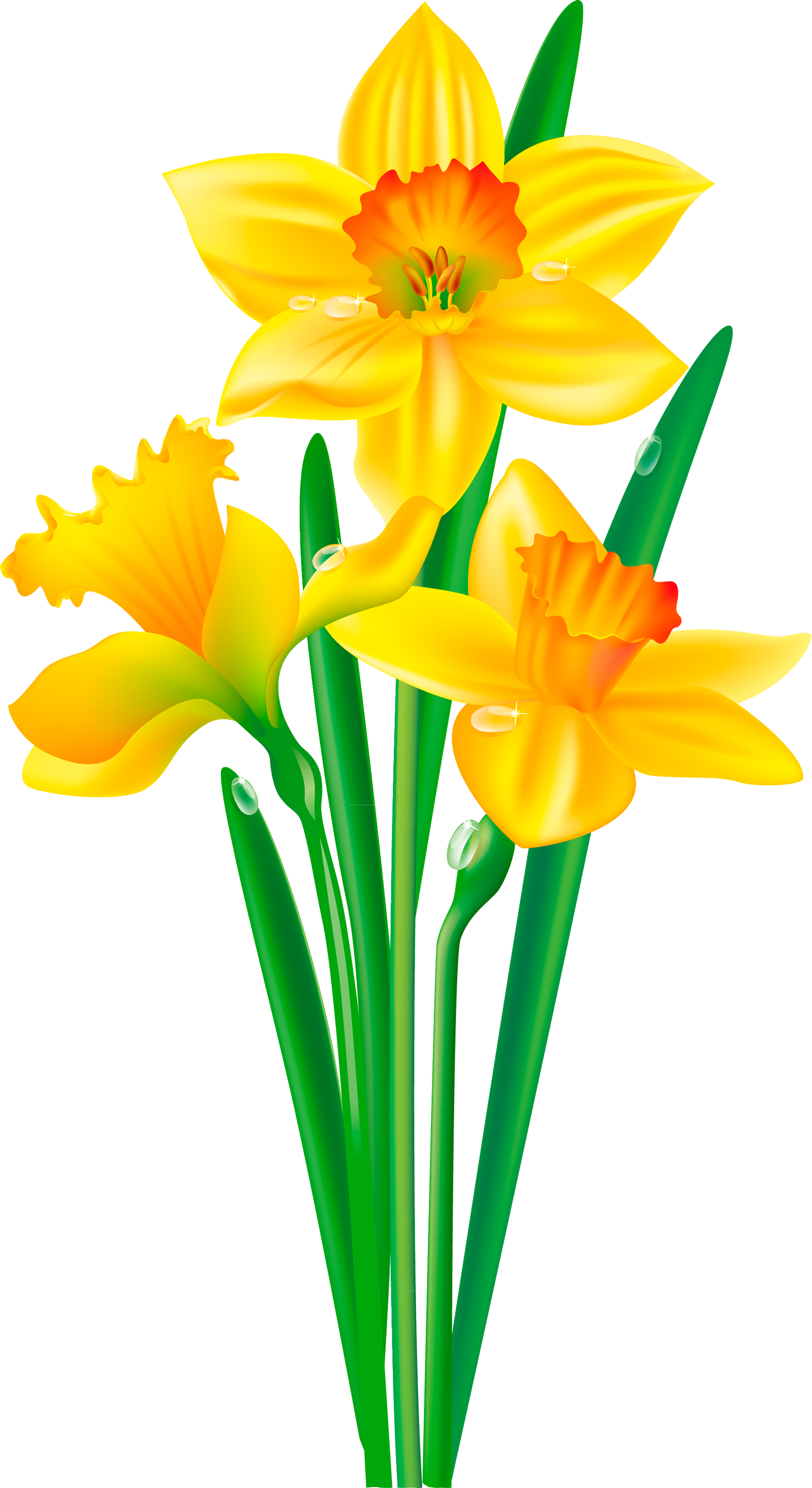 Vibrant Yellow Daffodils Illustration