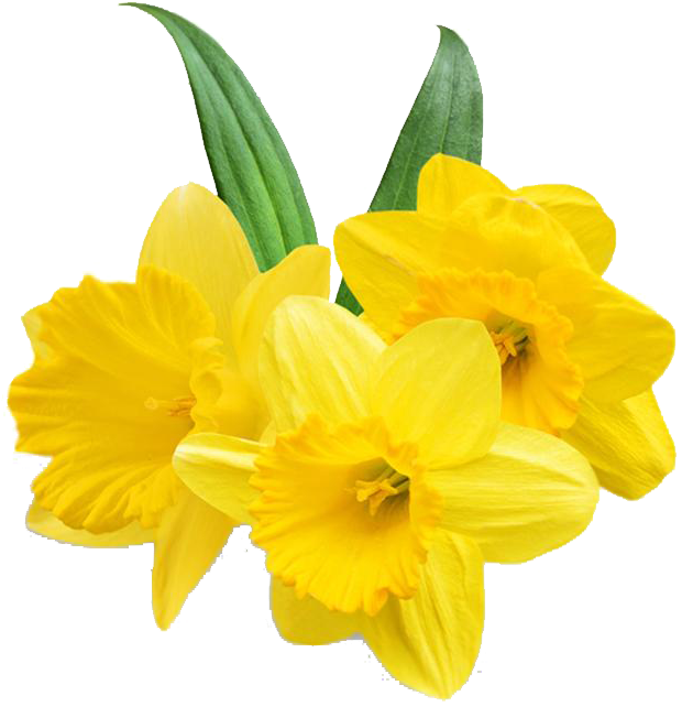 Vibrant Yellow Daffodils Transparent Background