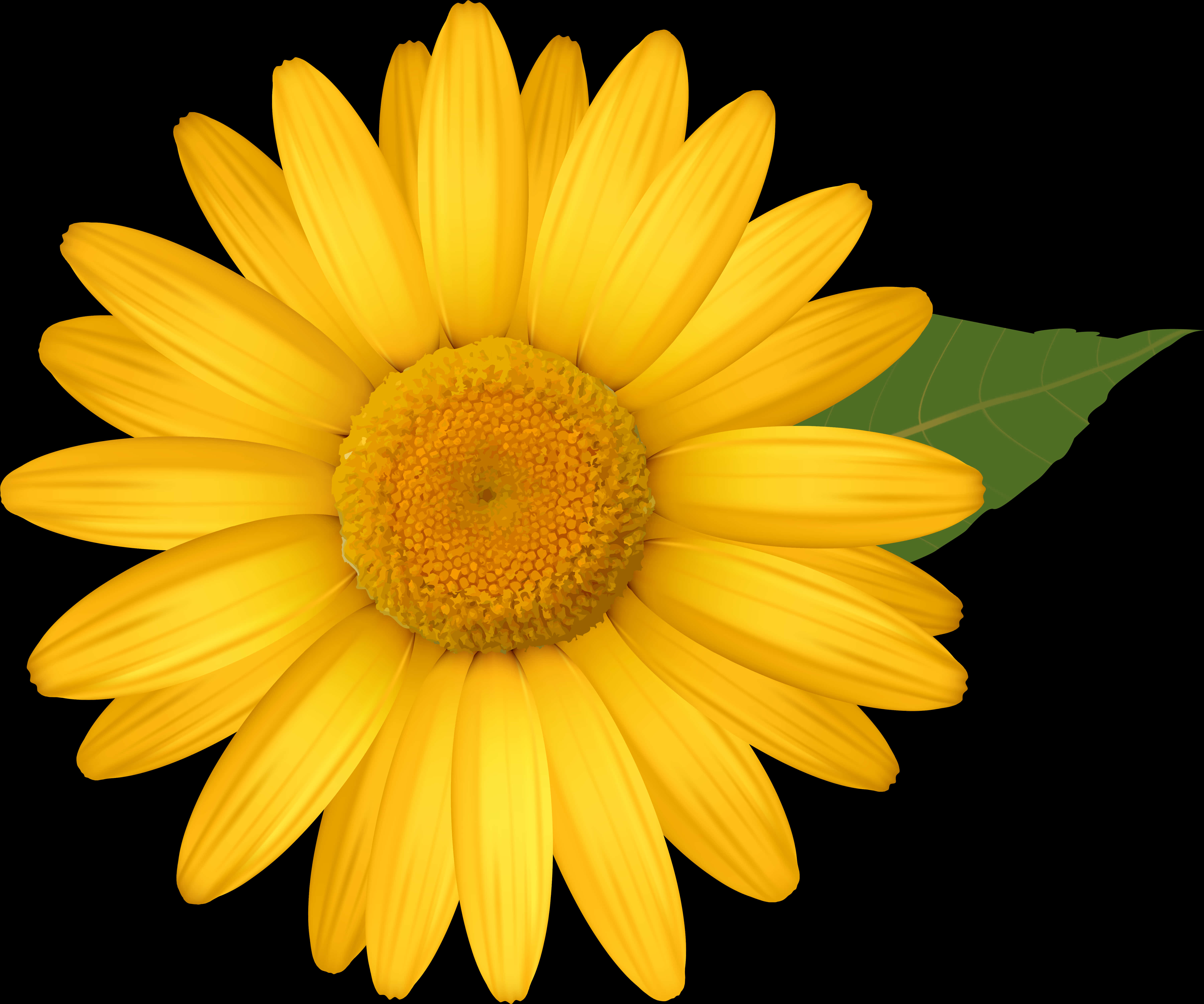 Vibrant Yellow Daisy Flower