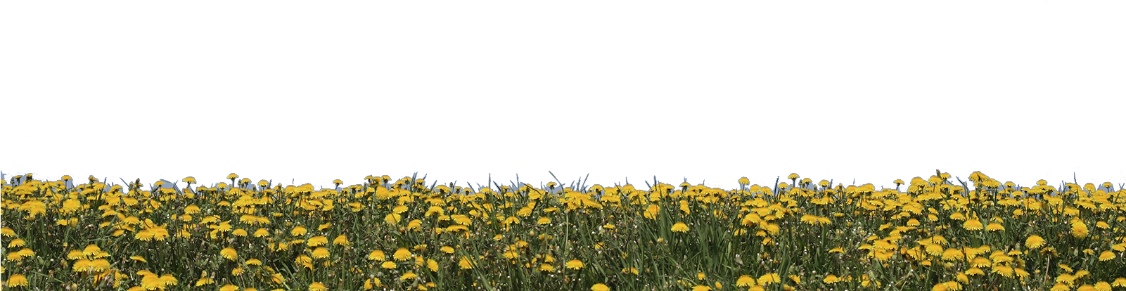 Yellow Flower Field Transparent , Png Download - Yellow Flower Field Transparent, Png Download PNG with transparent background